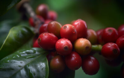 Determining Factors of Coffee Quality: From Farm to Cafe.